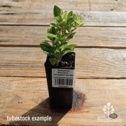 Euonymus Pierrolino - Variegated Spindle 22 Euonymus Pierrolino - Variegated Spindle -Plant Seed Store apo pierrolino tubestock