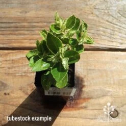 Euonymus Pierrolino - Variegated Spindle 18 Euonymus Pierrolino - Variegated Spindle -Plant Seed Store apo pierrolino tubestock top