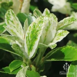 Euonymus Pierrolino - Variegated Spindle 19 Euonymus Pierrolino - Variegated Spindle -Plant Seed Store apo pierrolino variegation