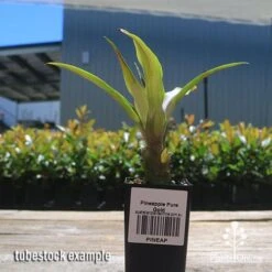 Pineapple Pure Gold 14 Pineapple Pure Gold -Plant Seed Store apo pineapple tubestock nursery