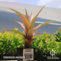 Pineapple Pure Gold 15 Pineapple Pure Gold -Plant Seed Store apo pineapple tubestock pure gold