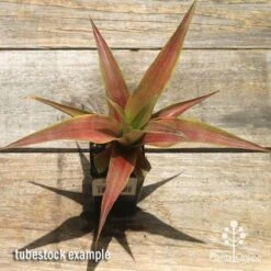 Pineapple Pure Gold 11 Pineapple Pure Gold -Plant Seed Store apo pineapple tubestock pure gold top