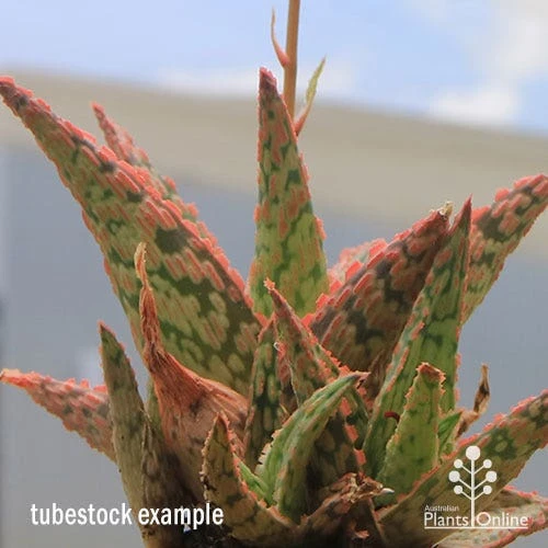 Aloe Pink Blush - Succulent 2 Aloe Pink Blush - Succulent - Image 2