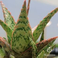 Aloe Pink Blush - Succulent 32 Aloe Pink Blush - Succulent -Plant Seed Store apo pink blush aloe leaves