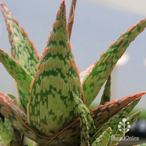 Aloe Pink Blush - Succulent 16 Aloe Pink Blush - Succulent - Image 16