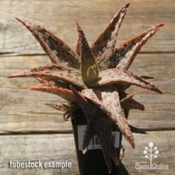 Aloe Pink Blush - Succulent 21 Aloe Pink Blush - Succulent -Plant Seed Store apo pink blush aloe tubestock large