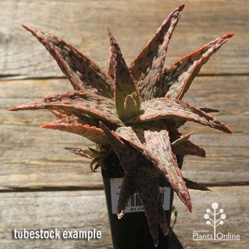 Aloe Pink Blush - Succulent 5 Aloe Pink Blush - Succulent - Image 5