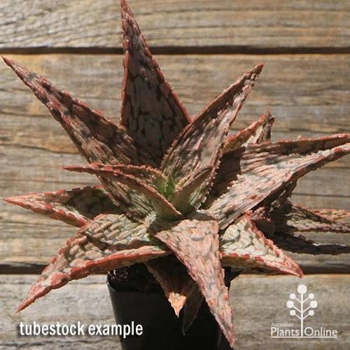 Aloe Pink Blush - Succulent 1 Aloe Pink Blush - Succulent