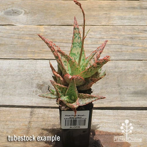 Aloe Pink Blush - Succulent 6 Aloe Pink Blush - Succulent - Image 6