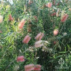 Callistemon Pink Champagne 18 Callistemon Pink Champagne -Plant Seed Store apo pink champagne colour range