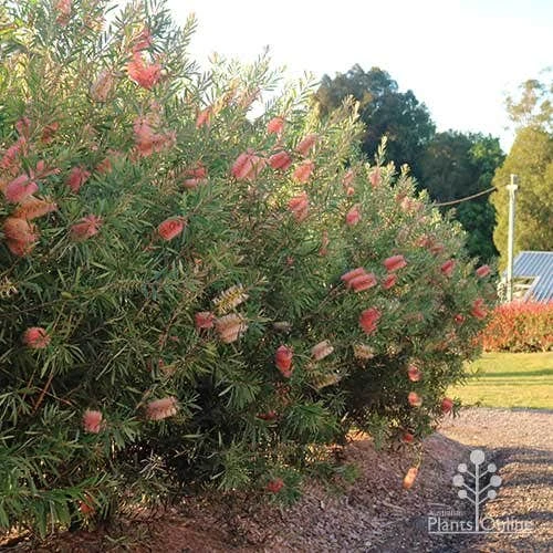 Callistemon Pink Champagne 1 Callistemon Pink Champagne