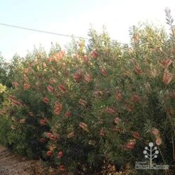 Callistemon Pink Champagne 14 Callistemon Pink Champagne -Plant Seed Store apo pink champagne hedge up