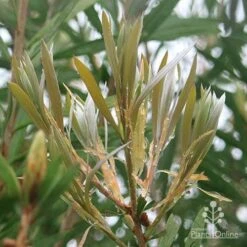 Callistemon Pink Champagne 15 Callistemon Pink Champagne -Plant Seed Store apo pink champagne new leaf colour