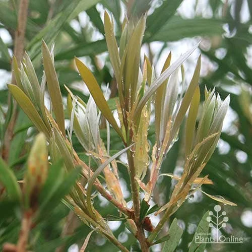 Callistemon Pink Champagne 3 Callistemon Pink Champagne - Image 3