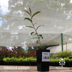 Callistemon Pink Champagne 17 Callistemon Pink Champagne -Plant Seed Store apo pink champagne tubestock