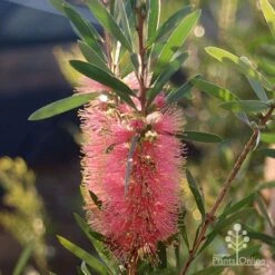 Callistemon Pink Champagne 23 Callistemon Pink Champagne -Plant Seed Store apo pink champgne callistemon flower