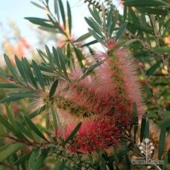Callistemon Pink Champagne 20 Callistemon Pink Champagne -Plant Seed Store apo pink champgne colour fan