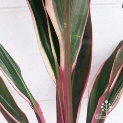 Cordyline Fruticosa Pink Diamond 14 Cordyline Fruticosa Pink Diamond -Plant Seed Store apo pink diamond colouring