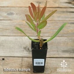 Protea Pink Ice -Plant Seed Store apo pink ice protea tubestock