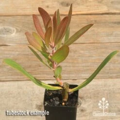 Protea Pink Ice -Plant Seed Store apo pink ice protea tubestock top