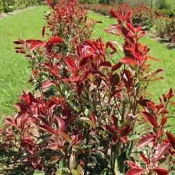 Photinia Pink Marble 25 Photinia Pink Marble -Plant Seed Store apo pink marble hedge flower farm