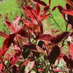 Photinia Pink Marble 16 Photinia Pink Marble -Plant Seed Store apo pink marble leaf colour