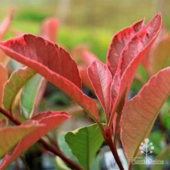 Photinia Pink Marble 23 Photinia Pink Marble -Plant Seed Store apo pink marble photinia new leaf