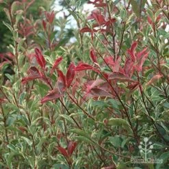 Photinia Pink Marble 24 Photinia Pink Marble -Plant Seed Store apo pink marble photinia nursery