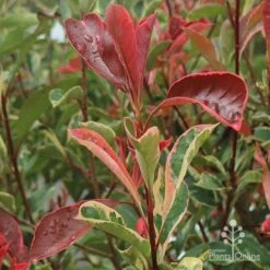 Photinia Pink Marble 15 Photinia Pink Marble -Plant Seed Store apo pink marble photinia shoot