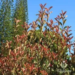 Photinia Pink Marble 18 Photinia Pink Marble -Plant Seed Store apo pink marble upright habit