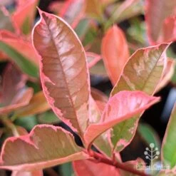 Photinia Pink Marble 17 Photinia Pink Marble -Plant Seed Store apo pink marble very pink