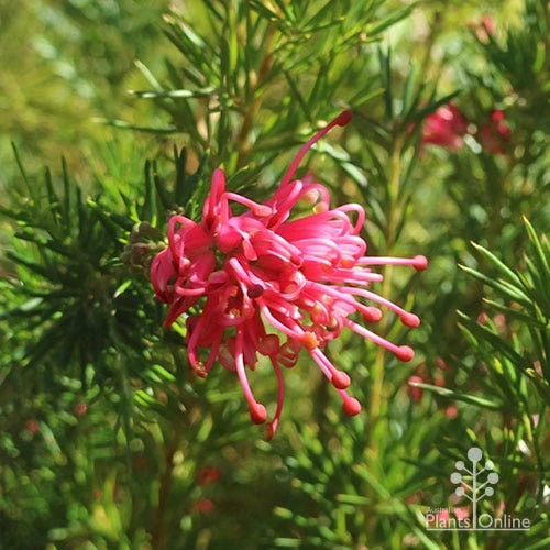 Grevillea Pink Pearl 6 Grevillea Pink Pearl - Image 6