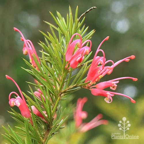 Grevillea Pink Pearl 2 Grevillea Pink Pearl - Image 2