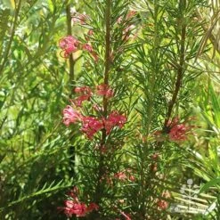 Grevillea Pink Pearl 25 Grevillea Pink Pearl -Plant Seed Store apo pink pearl grevillea habit 1