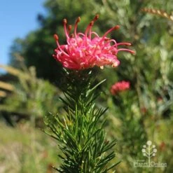Grevillea Pink Pearl 26 Grevillea Pink Pearl -Plant Seed Store apo pink pearl grevillea new flower 1
