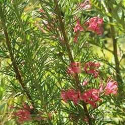 Grevillea Pink Pearl 19 Grevillea Pink Pearl -Plant Seed Store apo pink pearl grevillea nursery