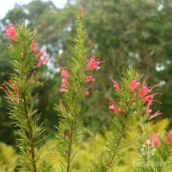 Grevillea Pink Pearl 18 Grevillea Pink Pearl -Plant Seed Store apo pink pearl grevillea nursery flowering closeup