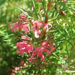 Grevillea Pink Pearl 27 Grevillea Pink Pearl -Plant Seed Store apo pink pearl grevillea sunlit 1
