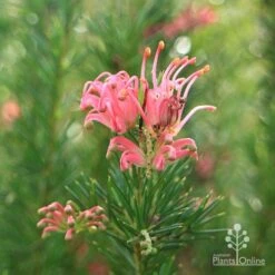 Grevillea Pink Pearl 28 Grevillea Pink Pearl -Plant Seed Store apo pink pearl stem