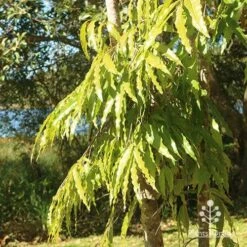 Mast Tree - Polyalthia 13 Mast Tree - Polyalthia -Plant Seed Store apo polyalthia foliage noosa