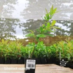 Pomegranate Double Orange 20 Pomegranate Double Orange -Plant Seed Store apo pomegranate double flower tubestock