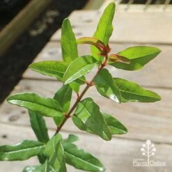 Pomegranate Double Orange 18 Pomegranate Double Orange -Plant Seed Store apo pomegranate double orange foliage 1