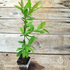 Pomegranate Double Orange 13 Pomegranate Double Orange -Plant Seed Store apo pomegranate double tubestock