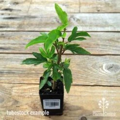 Hibiscus Popsicle -Plant Seed Store apo popsicle tubestock