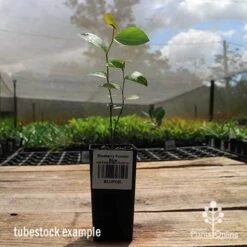 Blueberry Powder Blue 9 Blueberry Powder Blue -Plant Seed Store apo powder blue tubestock side