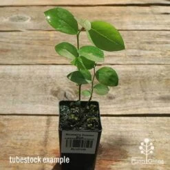 Blueberry Powder Blue 7 Blueberry Powder Blue -Plant Seed Store apo powder blue tubestock top