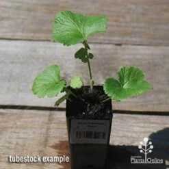 Geum Pretticoats Peach 13 Geum Pretticoats Peach -Plant Seed Store apo pretticoats peach tubestock