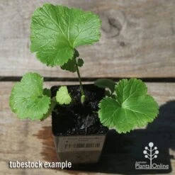Geum Pretticoats Peach 9 Geum Pretticoats Peach -Plant Seed Store apo pretticoats peach tubestock top