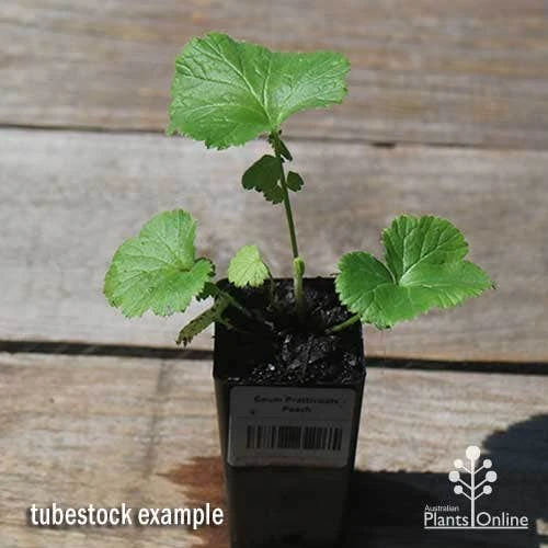 Geum Pretticoats Peach 7 Geum Pretticoats Peach - Image 7