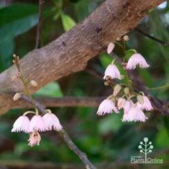Elaeocarpus Prima Donna - Blueberry Ash 14 Elaeocarpus Prima Donna - Blueberry Ash -Plant Seed Store apo prima donna elaeocarpus flowers 1